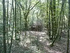 Cabane ou organisation d'un débardage ?