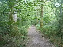 Un des chemins de la forêt de Touffou.