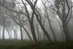 Image illustrative de l’article Forêt des Hauts-sous-le-Vent