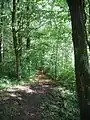 La forêt autour de la Chartreuse