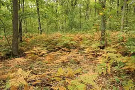 Forêt de Méridon.