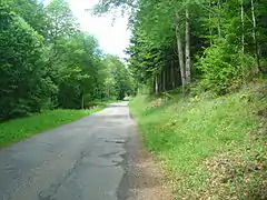 Route montant en pente forte à travers la forêt.