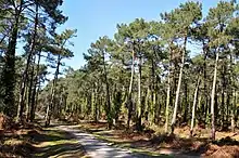 Photographie de la forêt du Pignada.