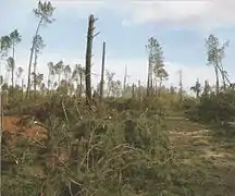 Forêt après la tempête.