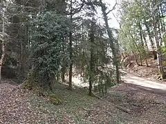 Forêt de Bonnevaux à proximité de l'abbaye