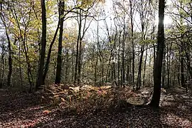 Forêt de Charbonnière