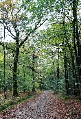 Image illustrative de l’article Forêt de Chevré