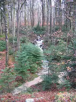 Ruisseau en forêt de Darney.