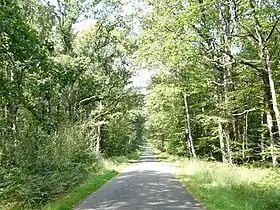 Passage dans la Forêt de Juigné