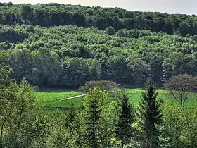 Image illustrative de l’article Forêt de Marchaux