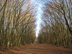 Image illustrative de l’article Forêt de Rennes