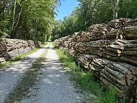 Image illustrative de l’article Forêt de Vauluisant