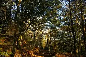 La forêt de Charnie.