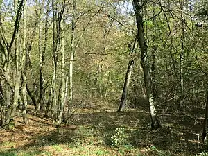 Forêt de la Hardt