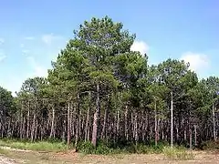 Forêt domaniale de Mimizan à Lespecier.