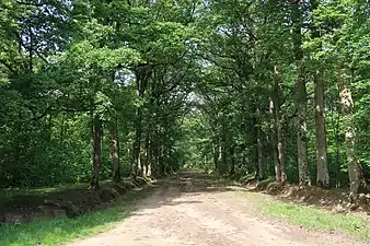 Forêt domaniale de Bois-d'Arcy.