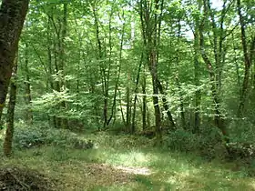 Image illustrative de l’article Forêt du Gâvre