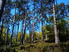 Forêt de Fontainebleau.