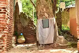 Iroko sacré, entouré d'un linge blanc.