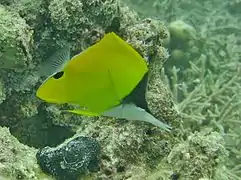 Un poisson-pincette jaune (Forcipiger flavissimus)