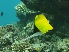 Un poisson-pincette à long nez (Forcipiger longirostris)