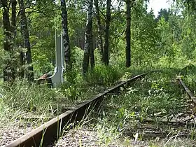 Forest, Bronnaya Gora, Belarus.jpg