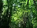 Forêt de feuillus dans l'État de Washington (nord-ouest des États-Unis).