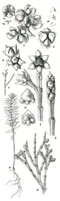 Description de l'image Forest Flora NSW Plate 48 Callitris rhomboidea.jpg.