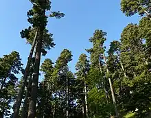 Forêt de pins de Macédoine