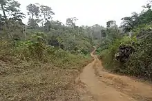 Réserve forestière du lac Barombi Mbo (Cameroun).