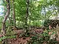 Forêt de Kalaouri, où se trouve le monastère.