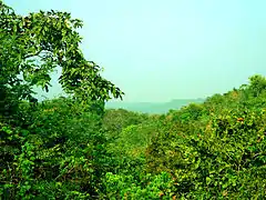 Forêt tropicale sèche décidue au wildlife sanctuary de Eturnagaram, non loin de la Godavéri.