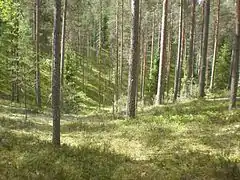 Forêt à Leivonmäki.