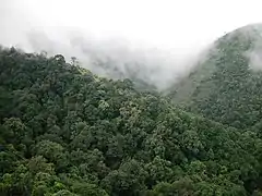 Le parc national de Silent Valley abrite l'une des dernières forêts vierges d'Inde.