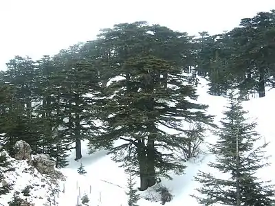 Cèdres de Dieu, derniers survivants des forêts qui couvraient autrefois le mont Liban