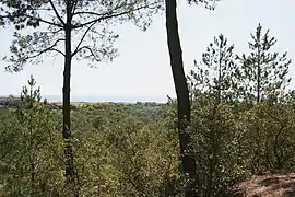 Forêt de l'abbaye de la Crête