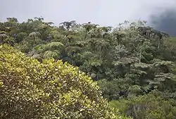 Image illustrative de l’article Forêt de Bébour