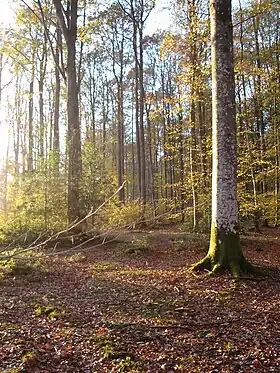 La forêt en automne.