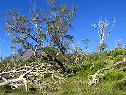 Image illustrative de l’article Plaine des Tamarins