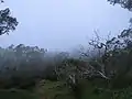 La forêt des Tamarins dans la brume