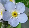 photo en couleur d'une fleur