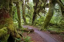 Sentier dans la forêt