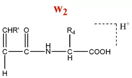 Formation des ions de la série w