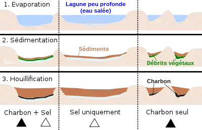 Schémas montrant comment l’évaporation d'une lagune a permis des dépôts de bancs de sels et de débris végétaux avant que ceux-ci ne soient recouverts par les sédiments.