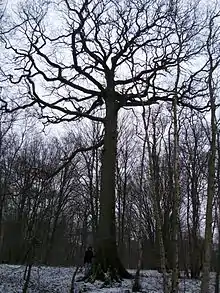 forme du houppier d'un chêne pédonculé en forêt.