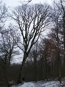 forme du houppier d'un chêne sessile en forêt.