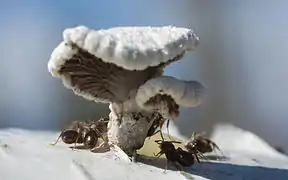 Formica lugubris (Schizophyllaceae)