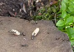 Description de l'image Formica lemani (Ants on Ilkley Moor) - geograph.org.uk - 874522.jpg.