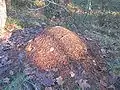 Formica rufa fourmilière