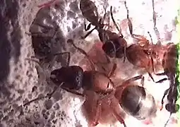 Reine Formica sanguinea et ouvrière « esclave » Formica fusca).